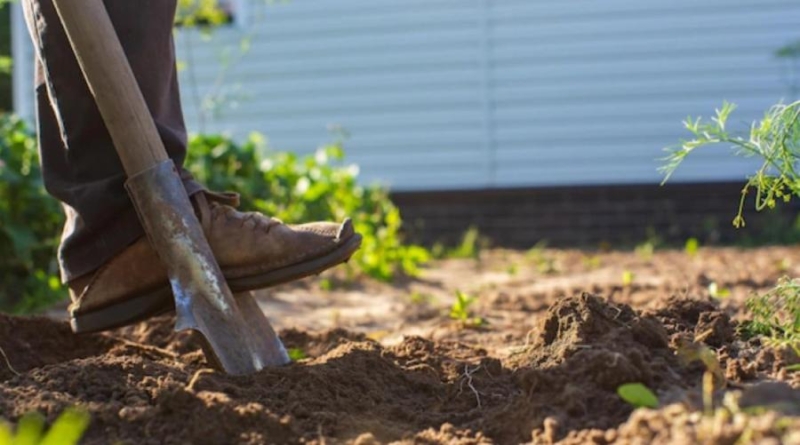 Картофель можно вырастить с привлечением государственных средств – подробности