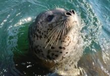 «Восточный Порт» и ученые ДВО РАН подвели итоги сотрудничества в 2022 году