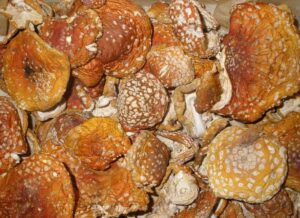 Употребление сушеных мухоморов в медицинских целях: риски и польза