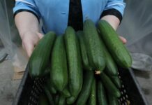 Известный на все Приморье производитель огурцов распродает имущество