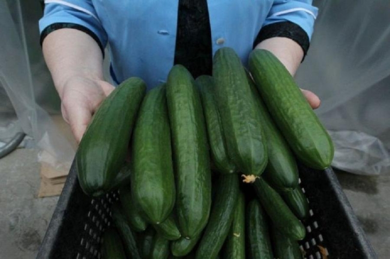 Известный на все Приморье производитель огурцов распродает имущество