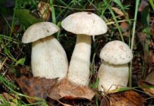 В России будут отправлять каждого в тюрьму, кто собирает редкие грибы