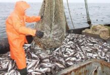 В УФНС по Приморскому краю обсудят вопрос минимизации налоговых рисков в рыбной отрасли