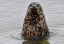 «Восточный Порт» и ДВО РАН подвели итоги работы по изучению тюленей-ларг