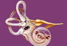 Роль балансировочных полусфер в развитии вестибулярного аппарата у дошкольников