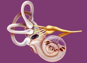 Роль балансировочных полусфер в развитии вестибулярного аппарата у дошкольников