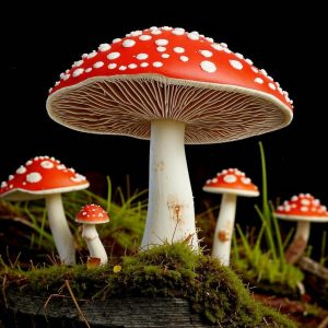 От чего помогают лекарства из мухомора?