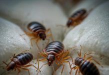 Дезинфекция от клопов: эффективные методы борьбы с паразитами