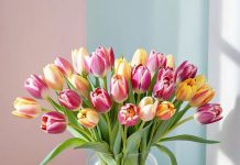 Как продлить жизнь букета тюльпанов
