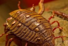 Как правильно делается обработка от клопов?