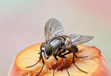 Лучшие средства для обработки от мух