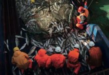 Активы «Восток-1» выпустили на свободу: госкомпания берет рыбколхоз в оборот