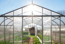 Теплицы из поликарбоната: выбор современных аграриев
