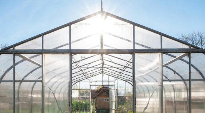 Теплицы из поликарбоната: выбор современных аграриев