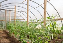 Пленка для парников: преимущества, виды и правильный выбор