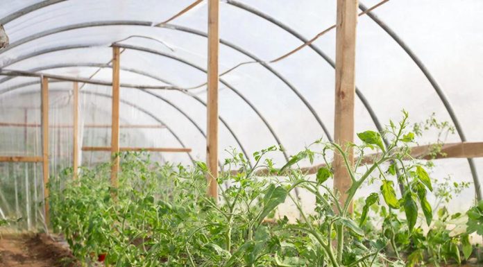 Пленка для парников: преимущества, виды и правильный выбор