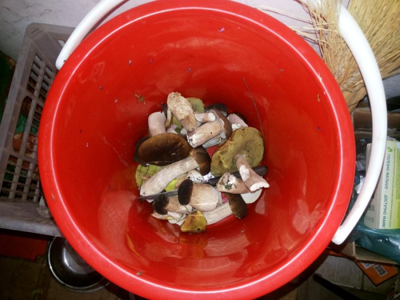 «Это способ выжить». В России раскритиковали налог для грибников