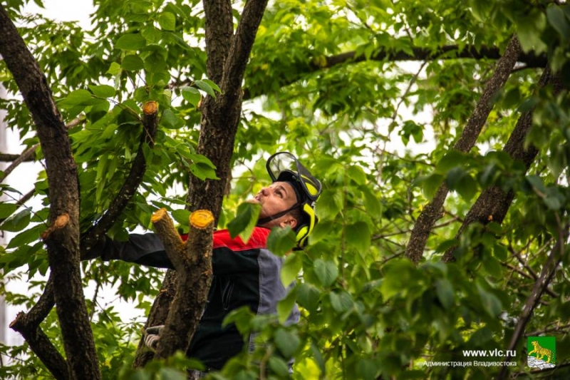 К наведению порядка на Набережной подключились арбористы