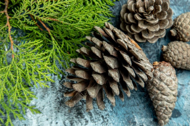 На сбор и продажу дикоросов хотят ввести квоты