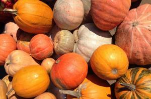 По японской системе: приморских аграриев научат выращивать экотыкву