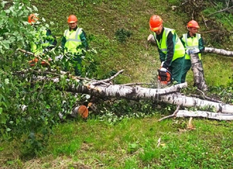 Во Владивостоке помогают убирать аварийные деревья
