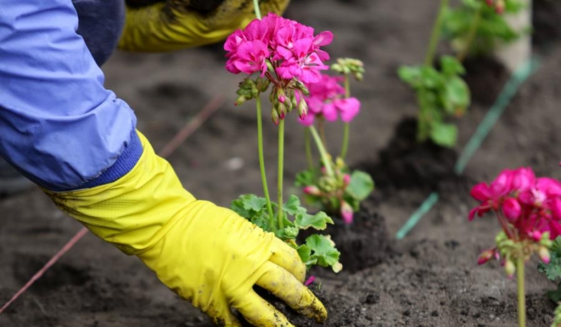 Во Владивостоке высадят сотни тысяч новых цветов
