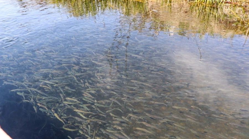 «Восточный Порт» выпустил в море более двух миллионов мальков лососевых