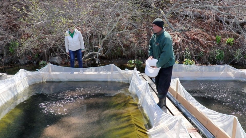 «Восточный Порт» выпустил в море более двух миллионов мальков лососевых