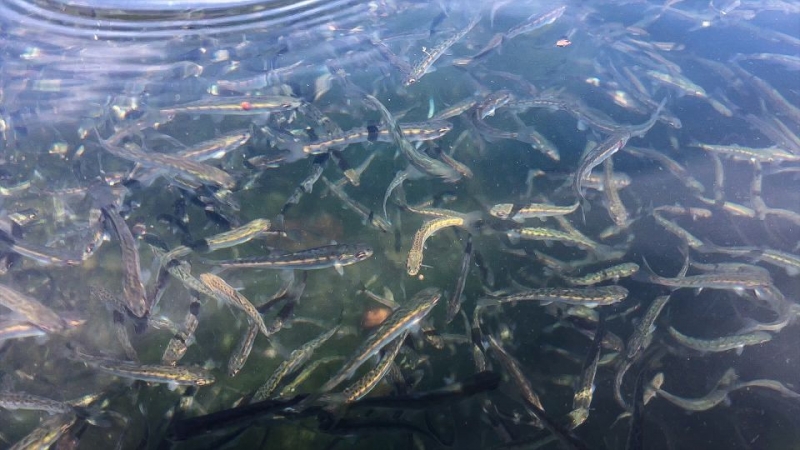 «Восточный Порт» выпустил в море более двух миллионов мальков лососевых