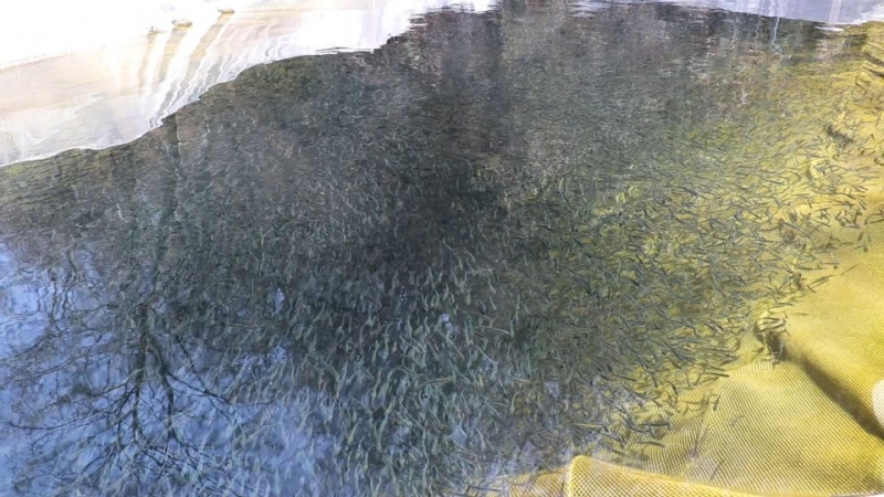 «Восточный Порт» выпустил в море более двух миллионов мальков лососевых