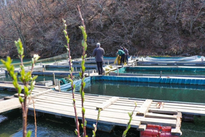 «Восточный Порт» выпустил в море более двух миллионов мальков лососевых